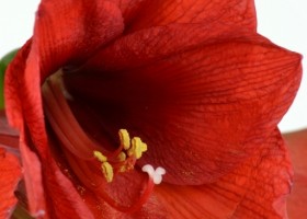 hippeastrum Orange Souvereign (3)